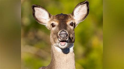 lottery deer satoshi|Anterless Deer Permit Lottery Deadline September 5th.